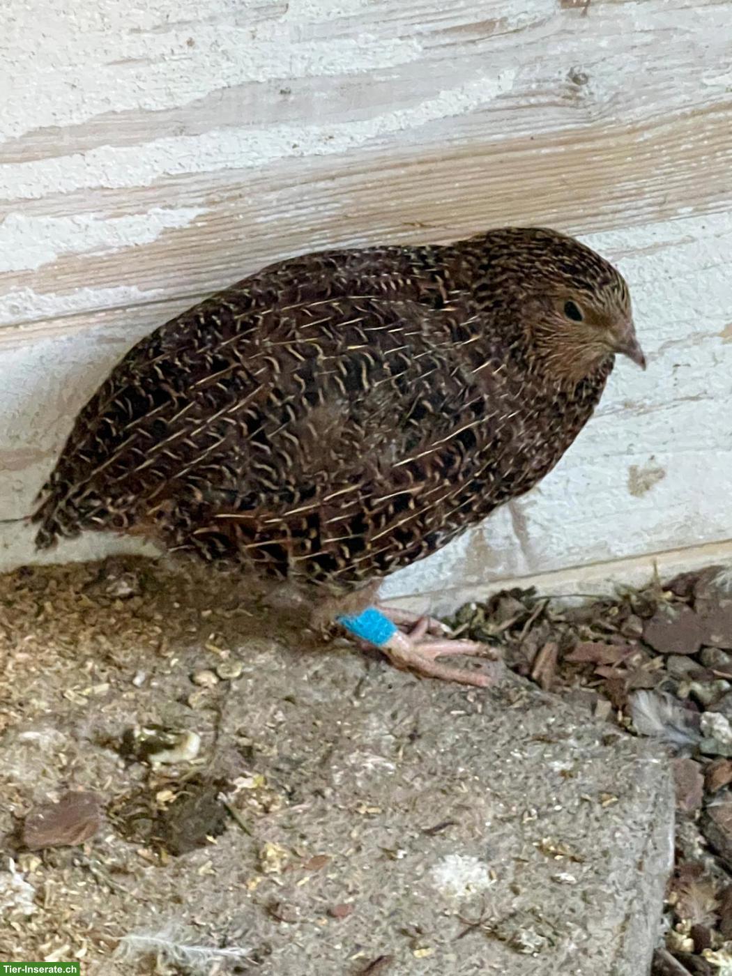 Bild 3: GRATIS: Junge Wachtelhähne, Texas & Celadon