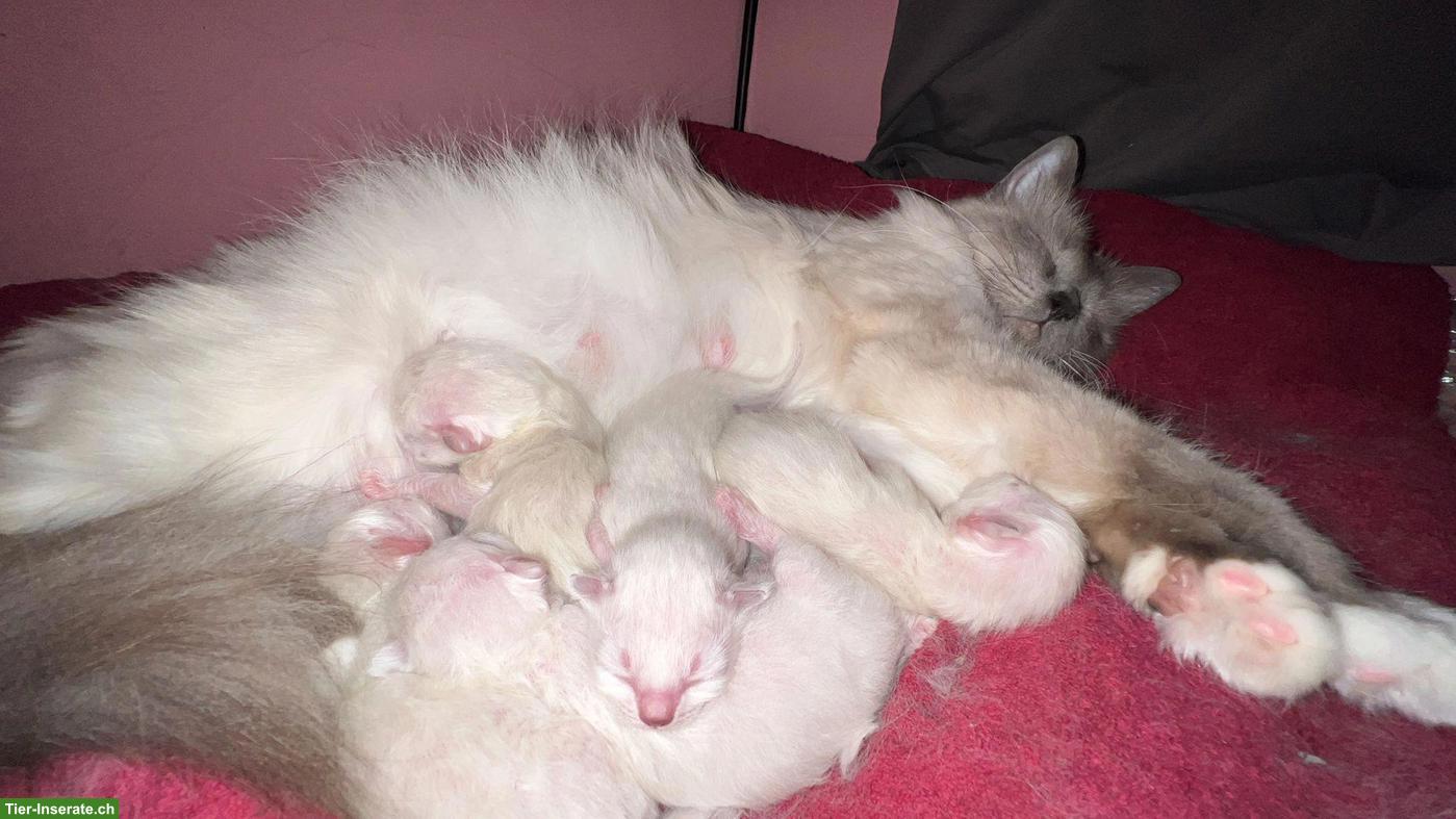 Süsse Heilige Birma Kitten, 2 Kater