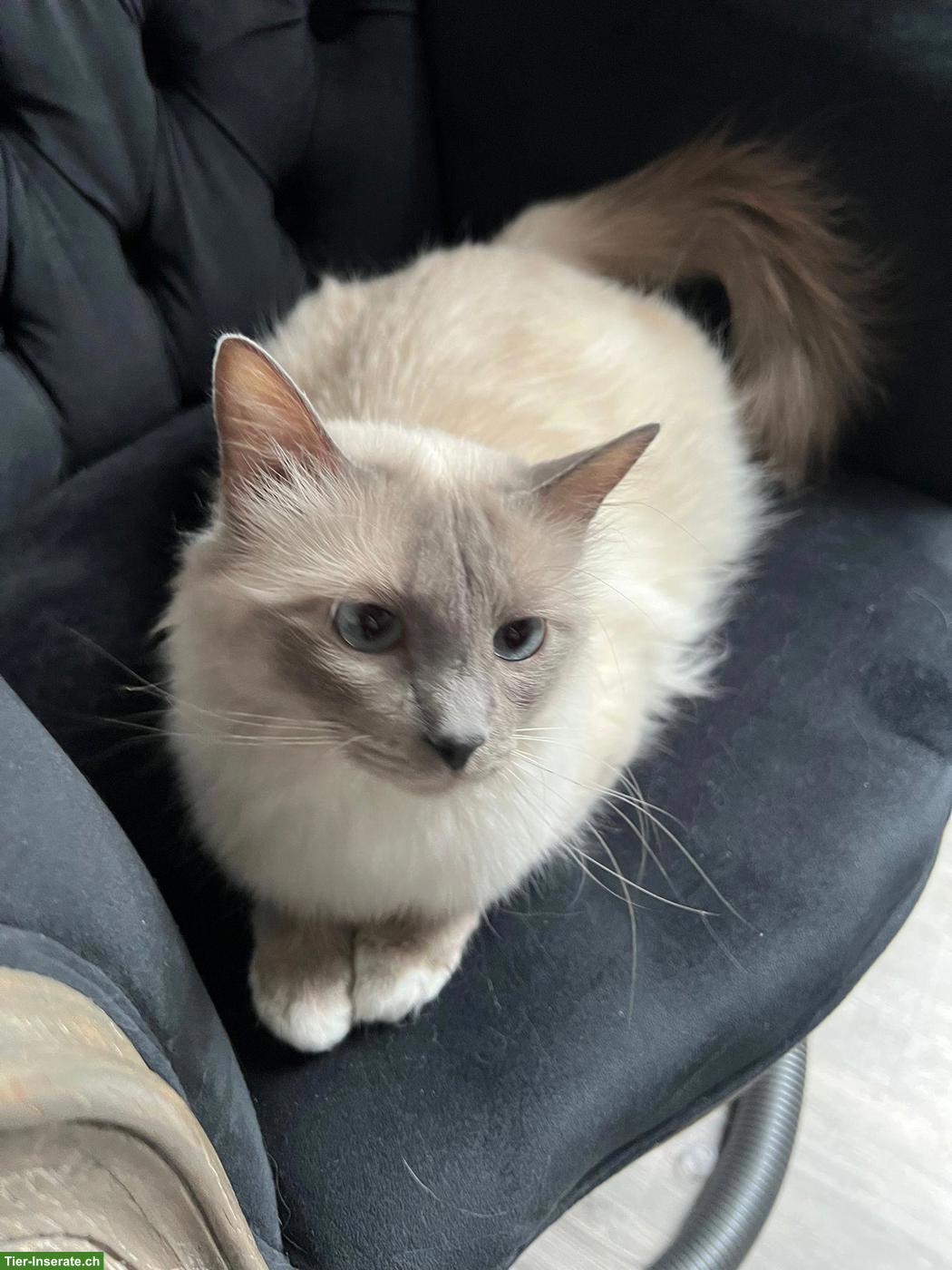 Bild 2: Süsse Heilige Birma Kitten, 2 Kater