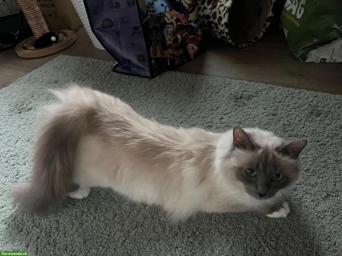 Bild 3: Süsse Heilige Birma Kitten, 2 Kater