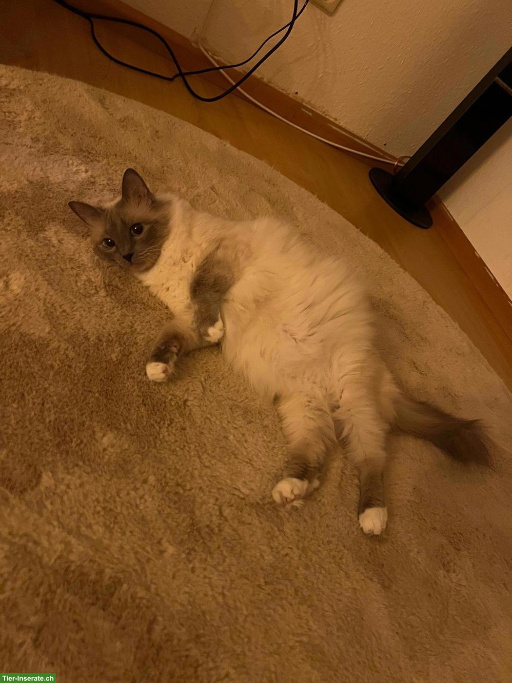 Bild 4: Süsse Heilige Birma Kitten, 2 Kater