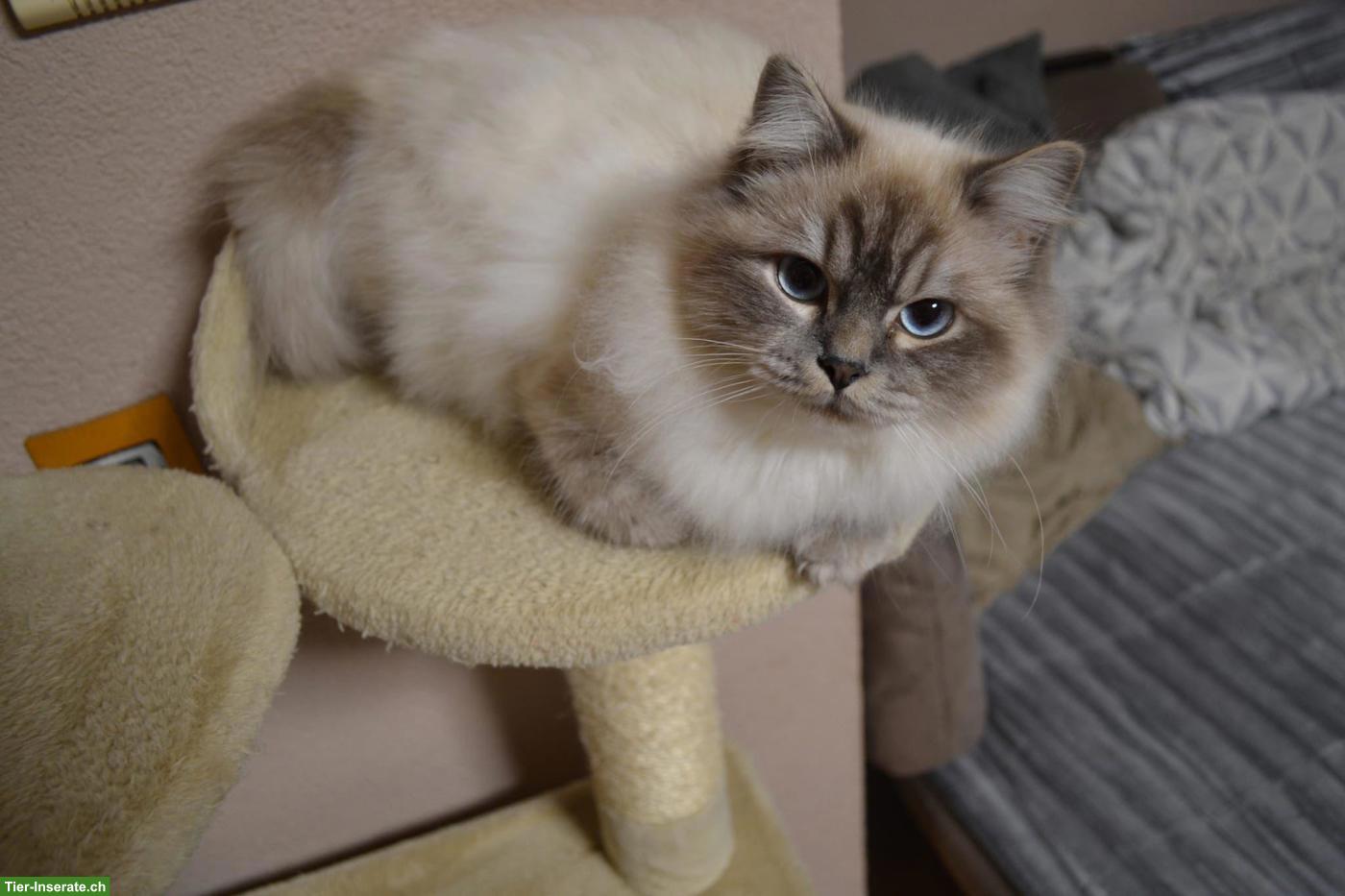 Bild 5: Süsse Heilige Birma Kitten, 2 Kater