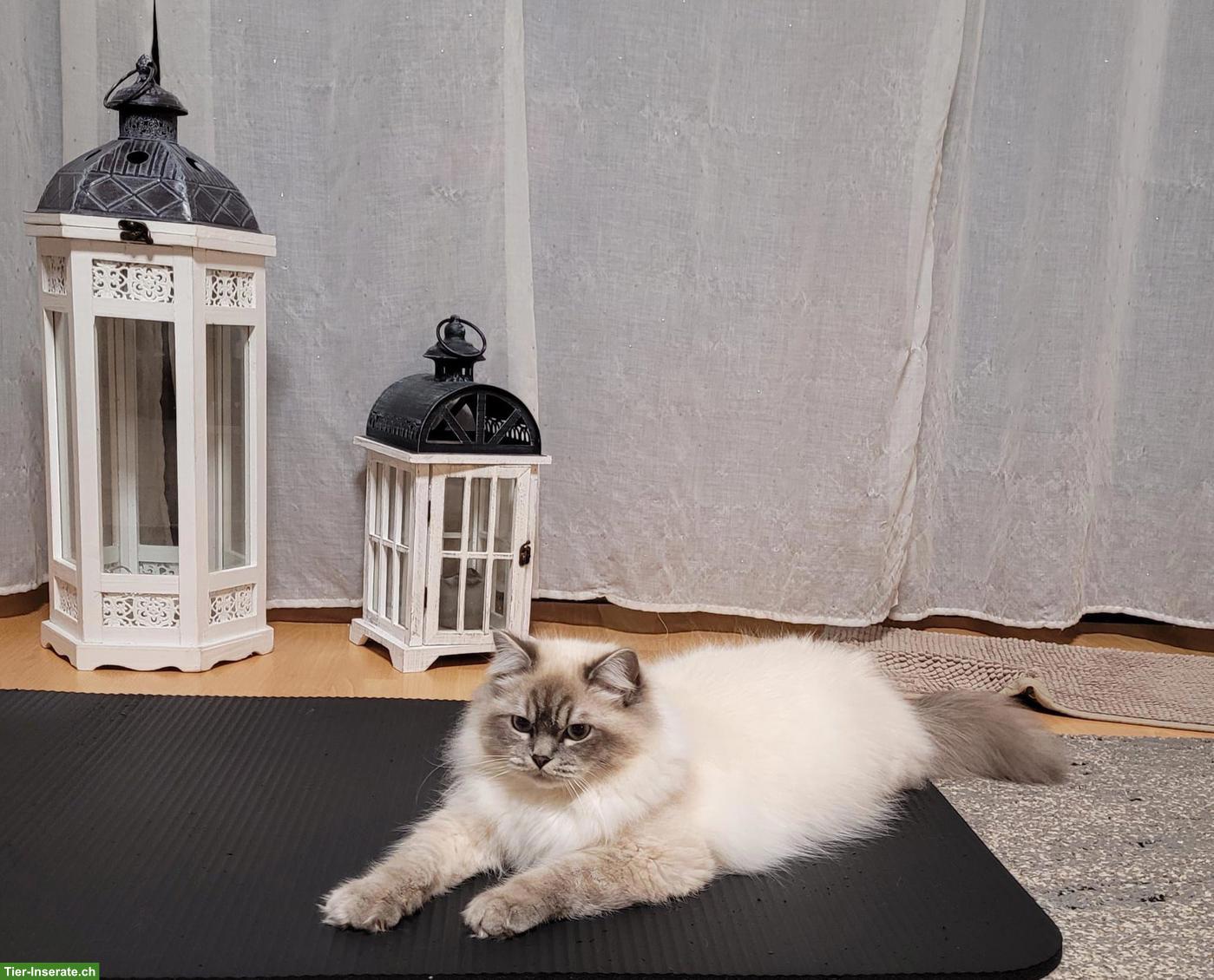 Bild 6: Süsse Heilige Birma Kitten, 2 Kater