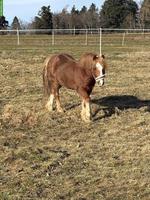 Pony Wallach, 5-jährig, roh, zu verkaufen