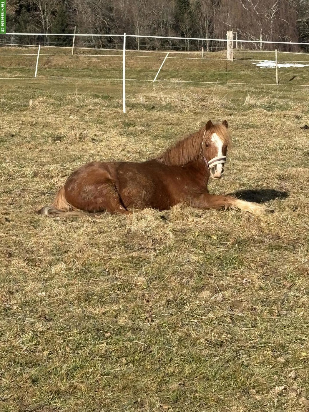 Bild 2: Pony Wallach, 5-jährig, roh, zu verkaufen