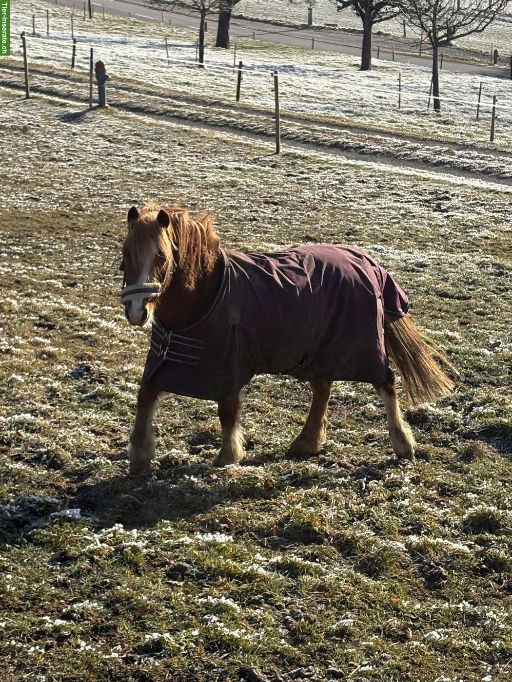 Bild 3: Pony Wallach, 5-jährig, roh, zu verkaufen