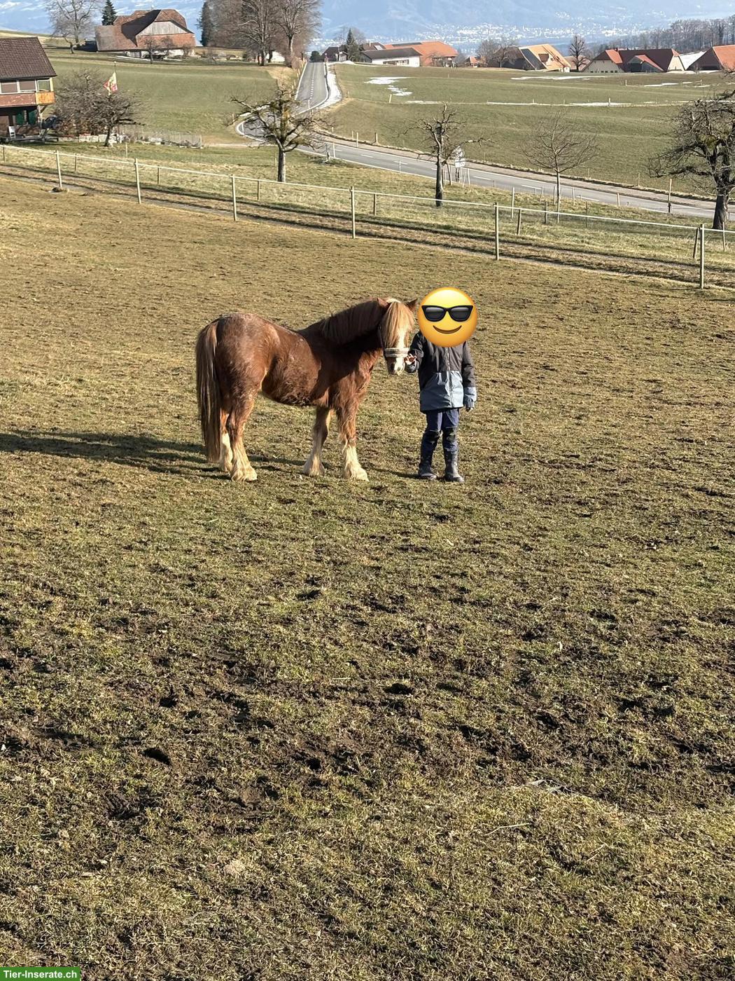 Bild 4: Pony Wallach, 5-jährig, roh, zu verkaufen