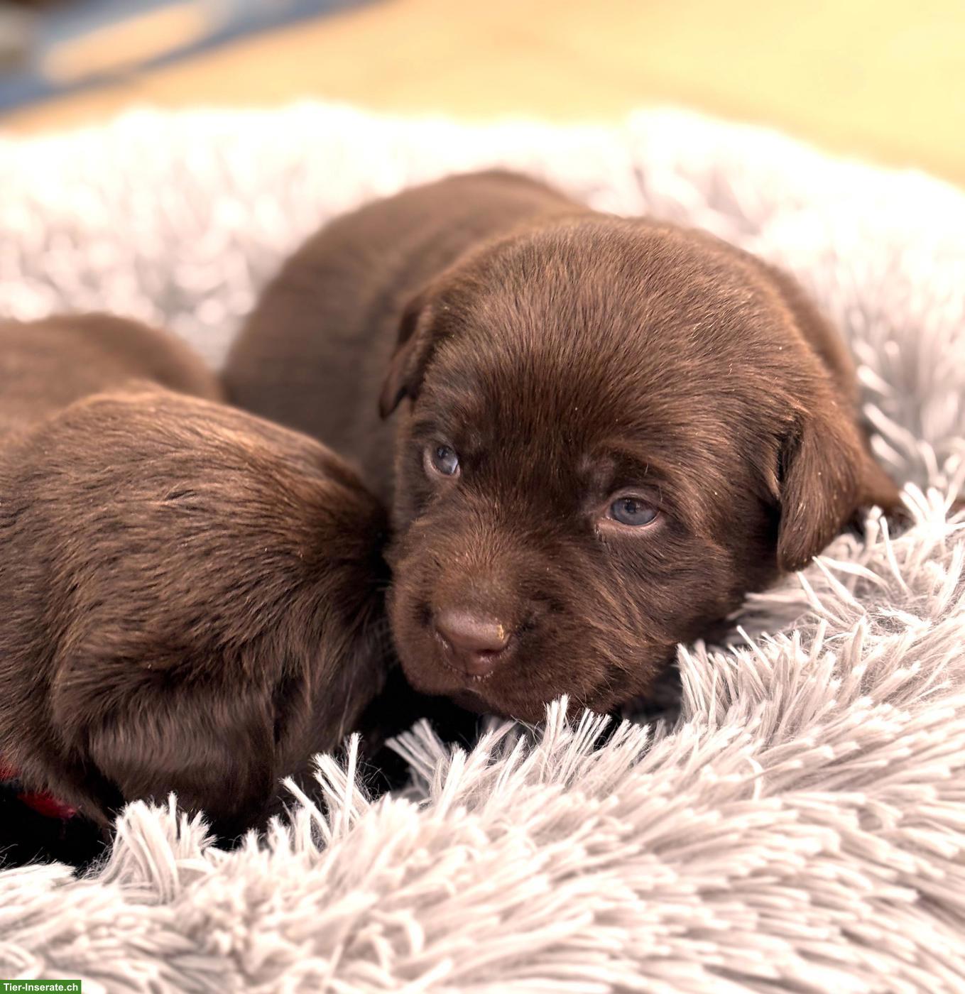 Braune Labrador Welpen mit Stammbaum