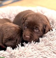 Braune Labrador Welpen mit Stammbaum