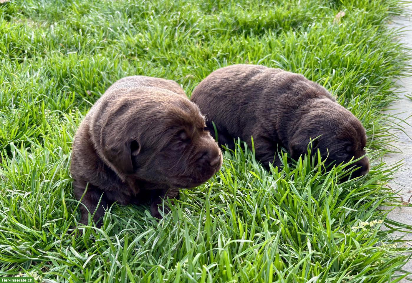 Bild 2: Braune Labrador Welpen mit Stammbaum