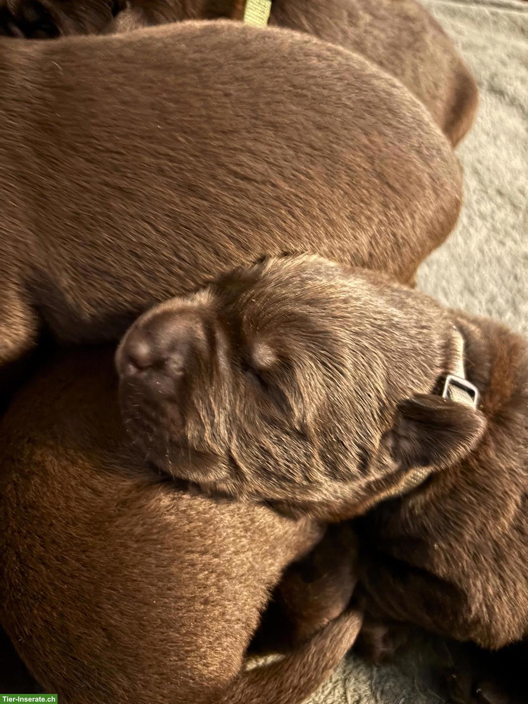 Bild 3: Braune Labrador Welpen mit Stammbaum