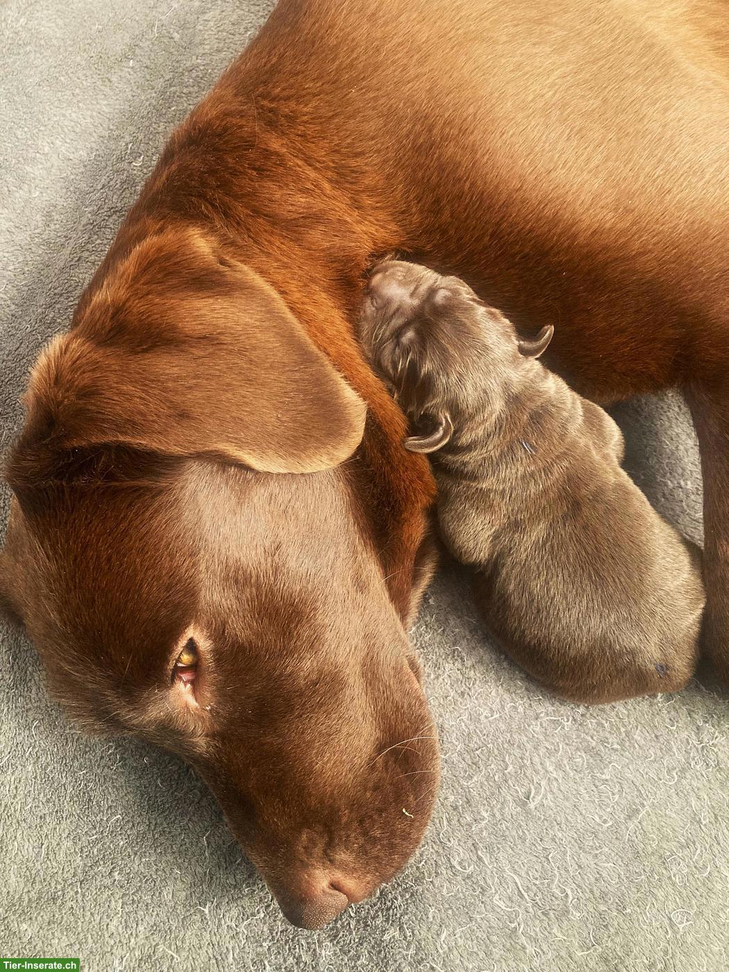 Bild 4: Braune Labrador Welpen mit Stammbaum