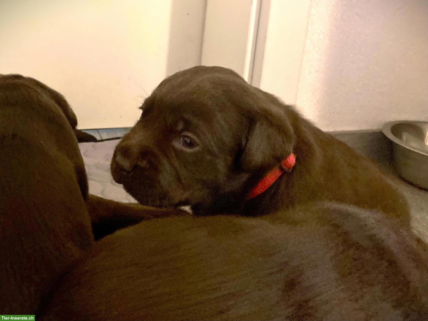 Bild 5: Braune Labrador Welpen mit Stammbaum