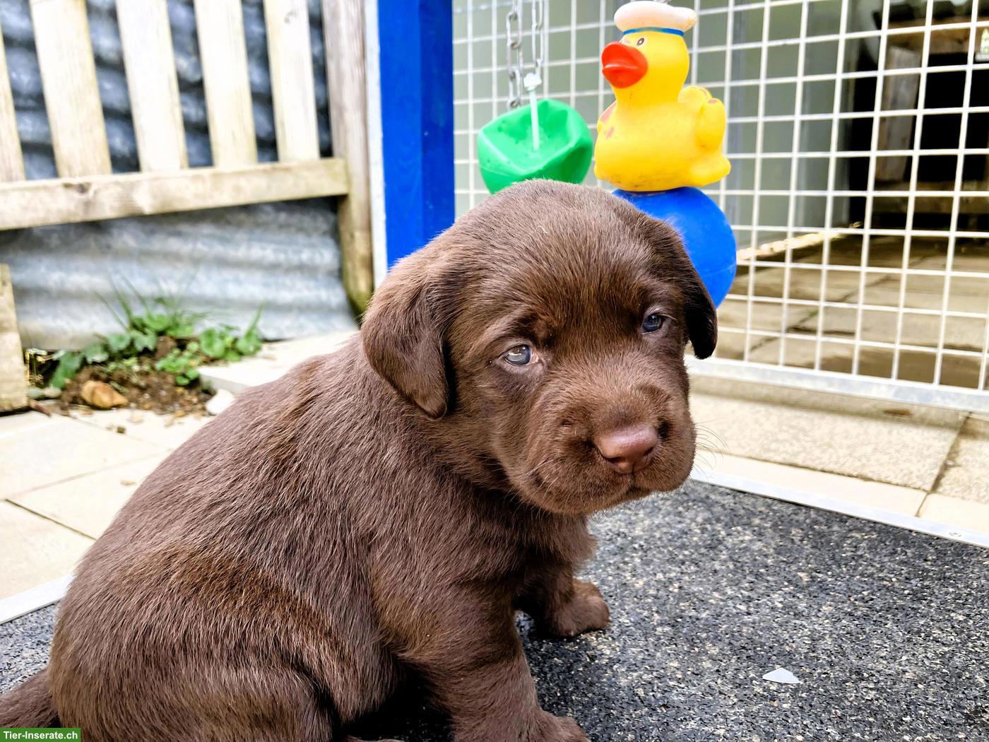 Bild 6: Braune Labrador Welpen mit Stammbaum