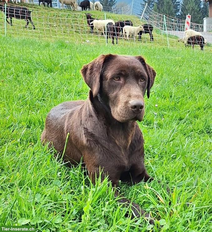 Bild 7: Braune Labrador Welpen mit Stammbaum