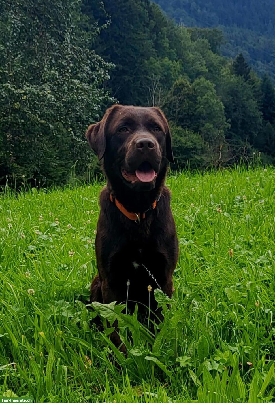 Bild 8: Braune Labrador Welpen mit Stammbaum