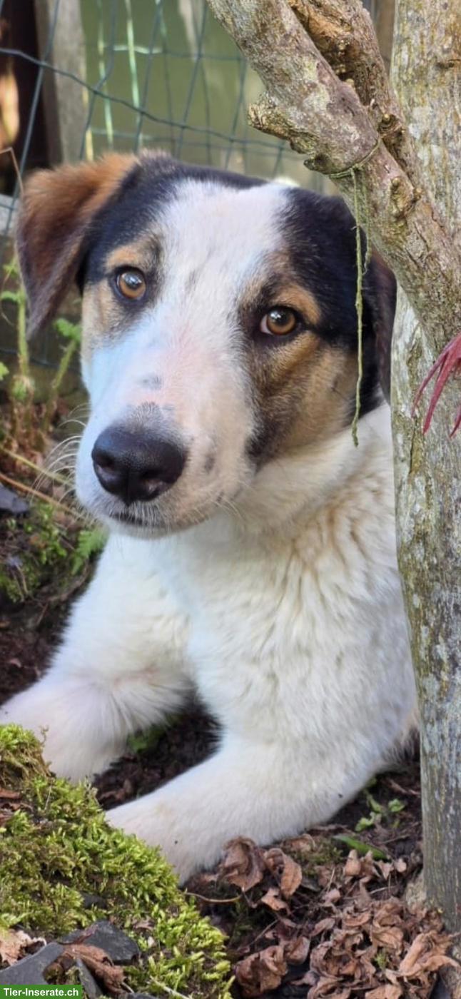 Junger Mischlingsrüde Logan, 52 cm, sehr lieb