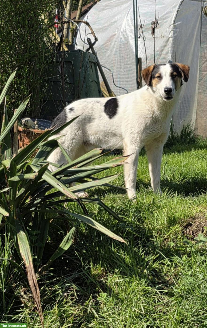 Bild 2: Junger Mischlingsrüde Logan, 52 cm, sehr lieb