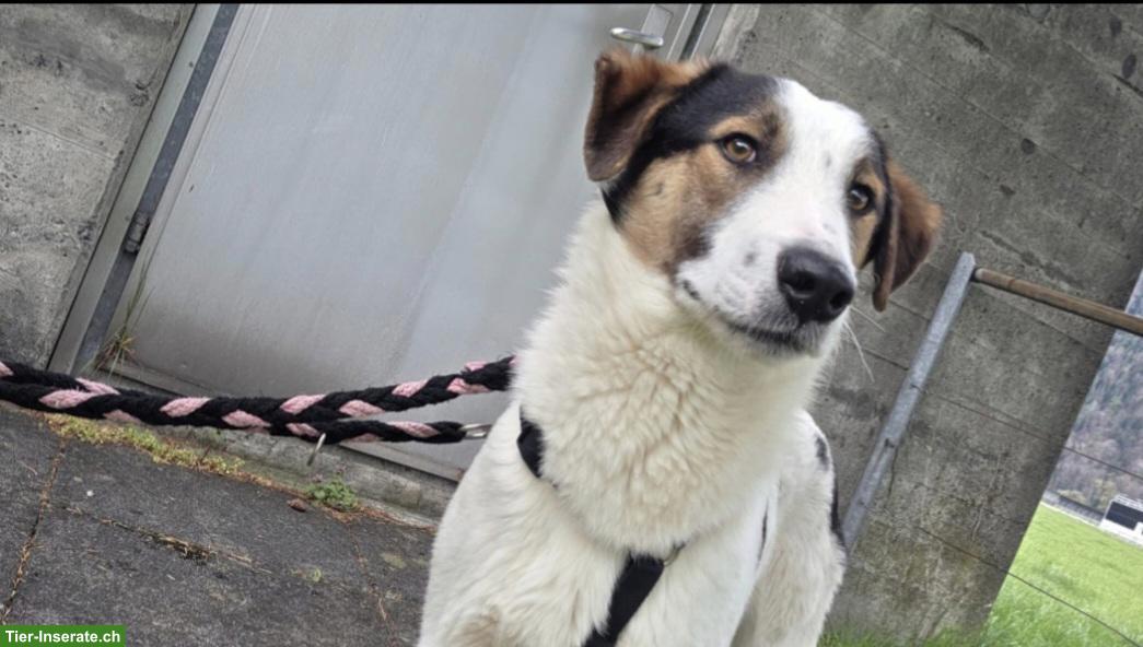 Bild 3: Junger Mischlingsrüde Logan, 52 cm, sehr lieb