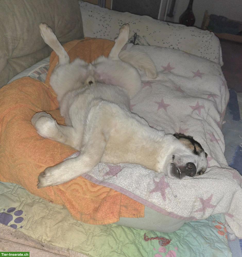 Bild 4: Junger Mischlingsrüde Logan, 52 cm, sehr lieb