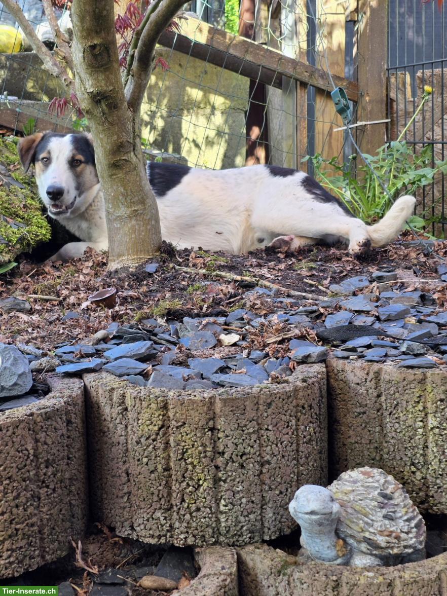 Bild 5: Junger Mischlingsrüde Logan, 52 cm, sehr lieb