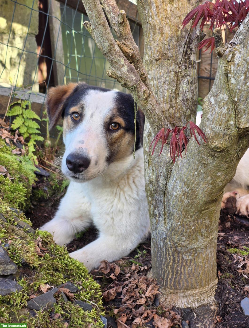 Bild 6: Junger Mischlingsrüde Logan, 52 cm, sehr lieb