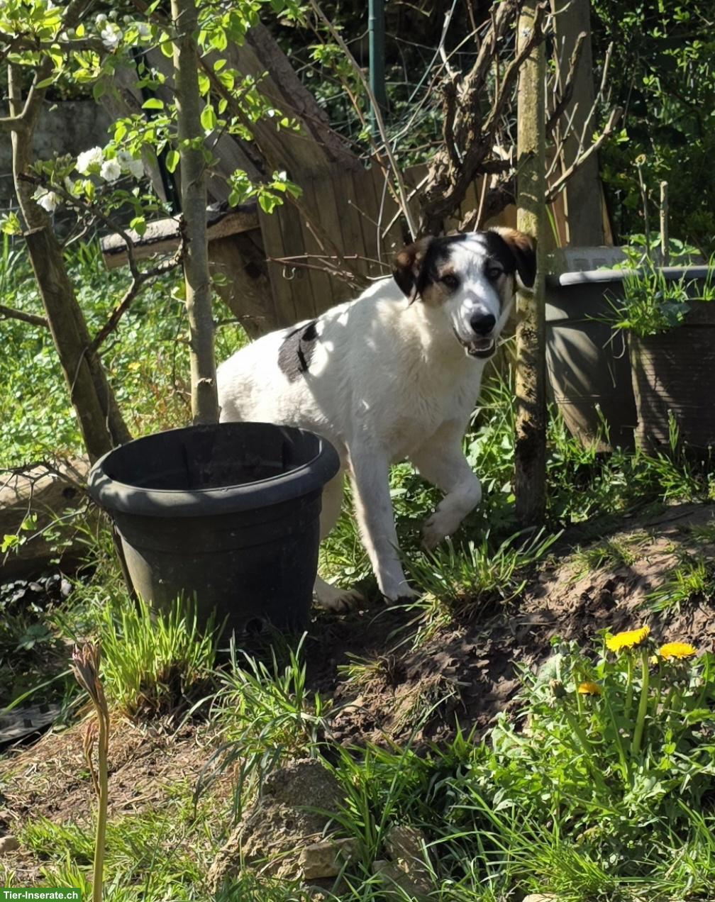 Bild 7: Junger Mischlingsrüde Logan, 52 cm, sehr lieb