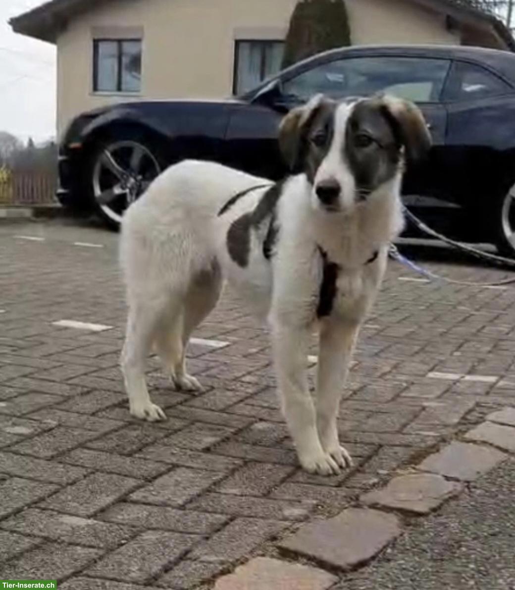 Junge Mischlingshündin Mila, 1-jährig, 48 cm, verschmust