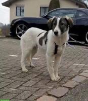 Junge Mischlingshündin Mila, 1-jährig, 48 cm, verschmust