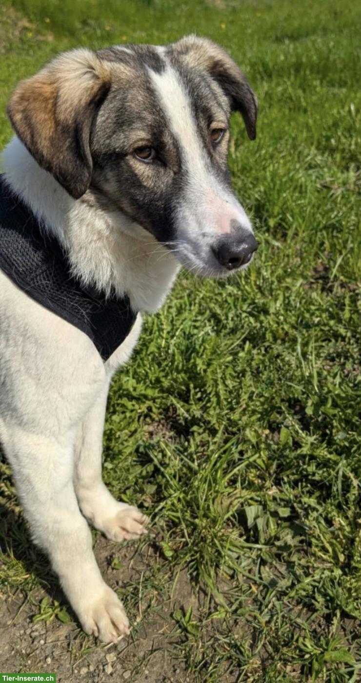 Bild 2: Junge Mischlingshündin Mila, 1-jährig, 48 cm, verschmust