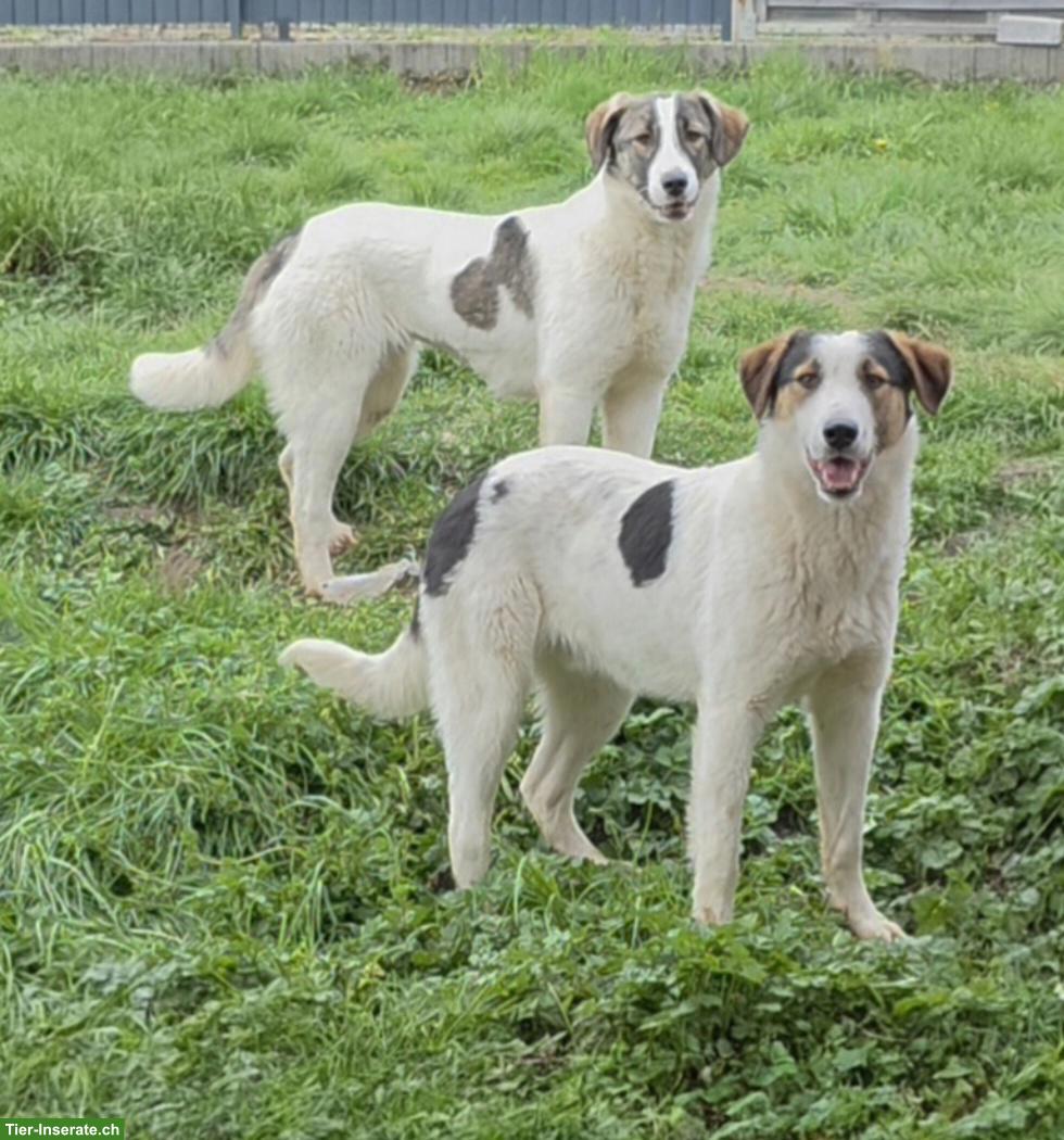 Bild 3: Junge Mischlingshündin Mila, 1-jährig, 48 cm, verschmust