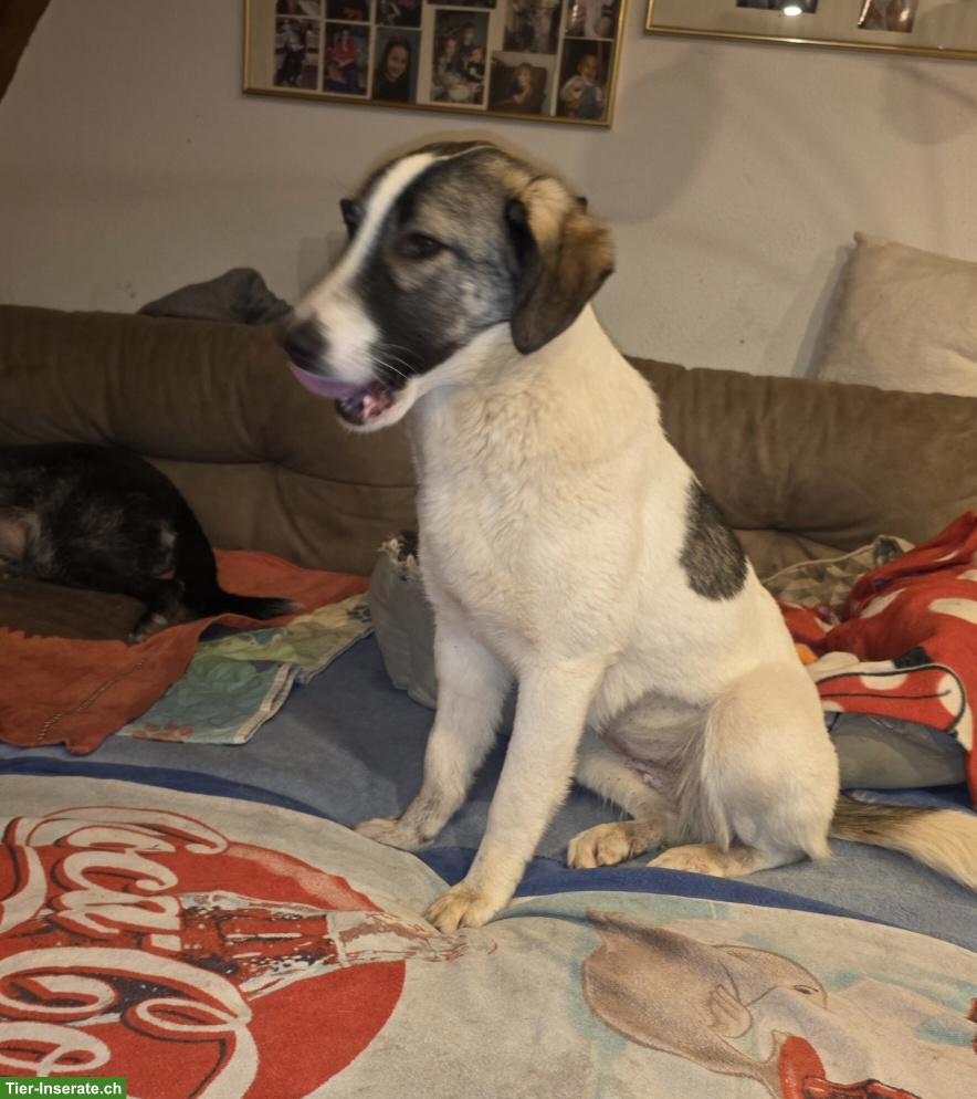 Bild 4: Junge Mischlingshündin Mila, 1-jährig, 48 cm, verschmust