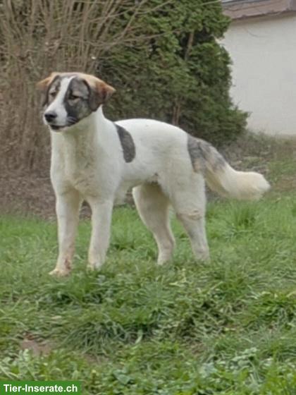 Bild 5: Junge Mischlingshündin Mila, 1-jährig, 48 cm, verschmust