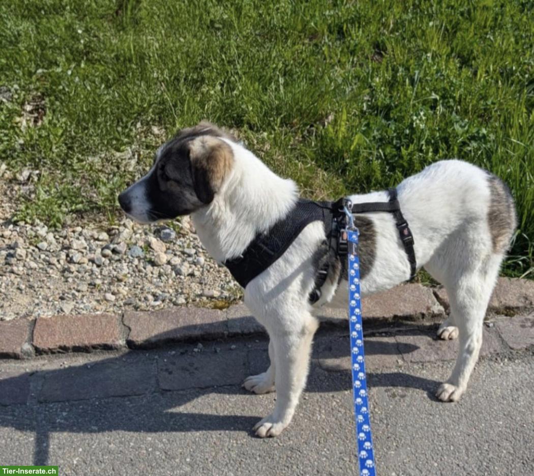 Bild 6: Junge Mischlingshündin Mila, 1-jährig, 48 cm, verschmust