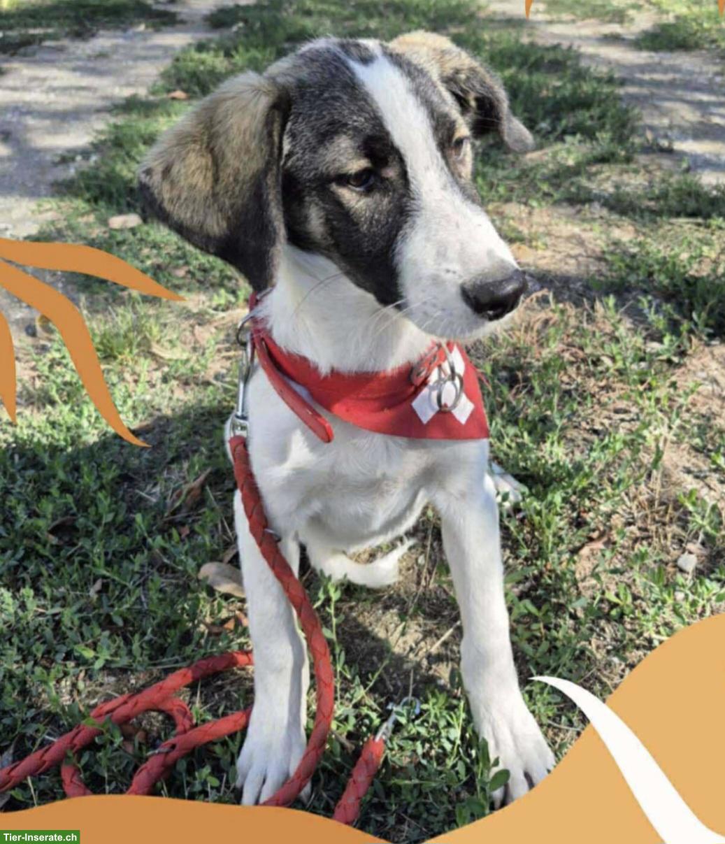 Bild 7: Junge Mischlingshündin Mila, 1-jährig, 48 cm, verschmust