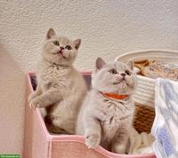 Britisch Kurzhaar Kitten Lilac mit FFH Stammbaum