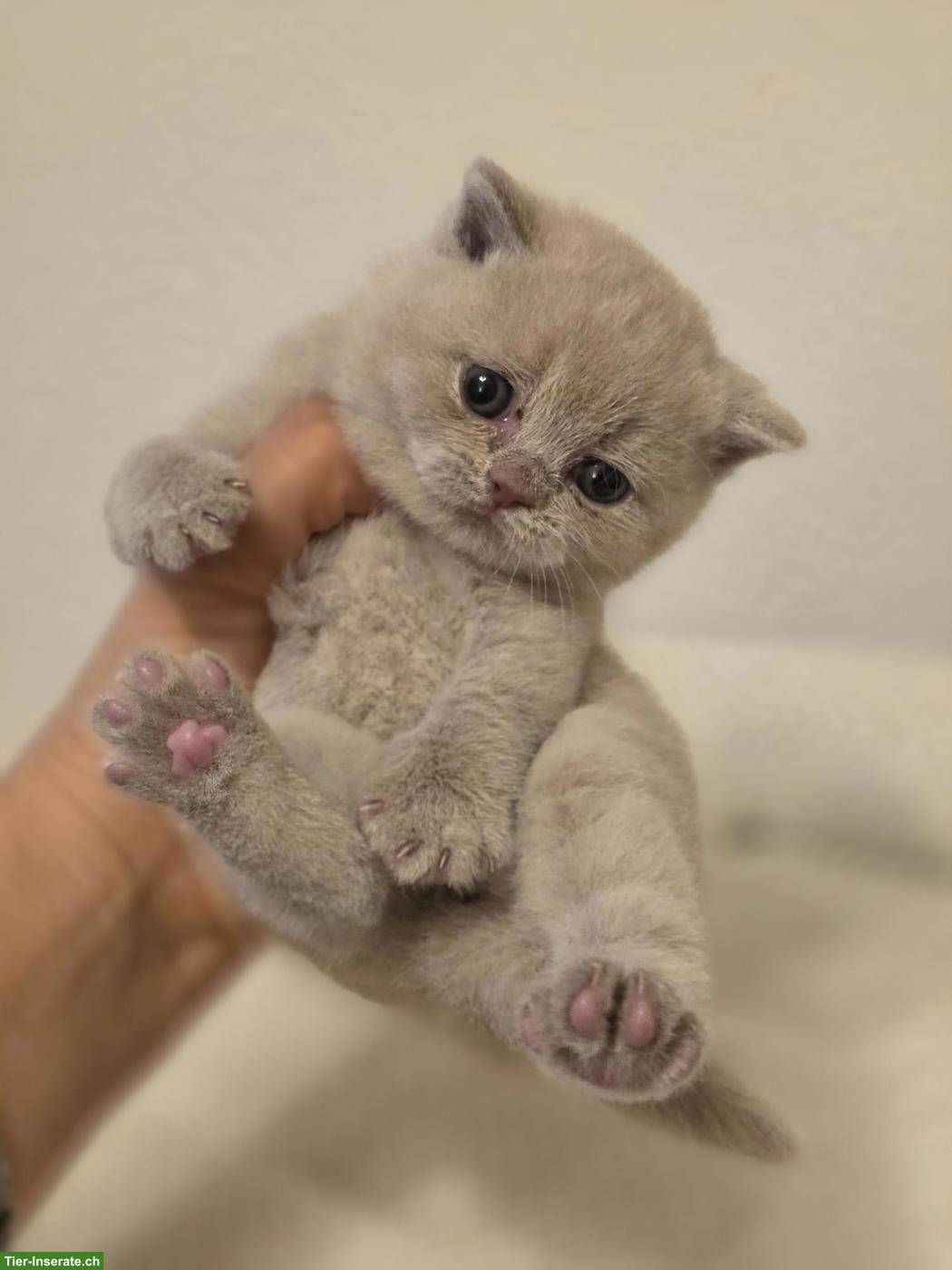 Bild 2: Britisch Kurzhaar Kitten Lilac mit FFH Stammbaum