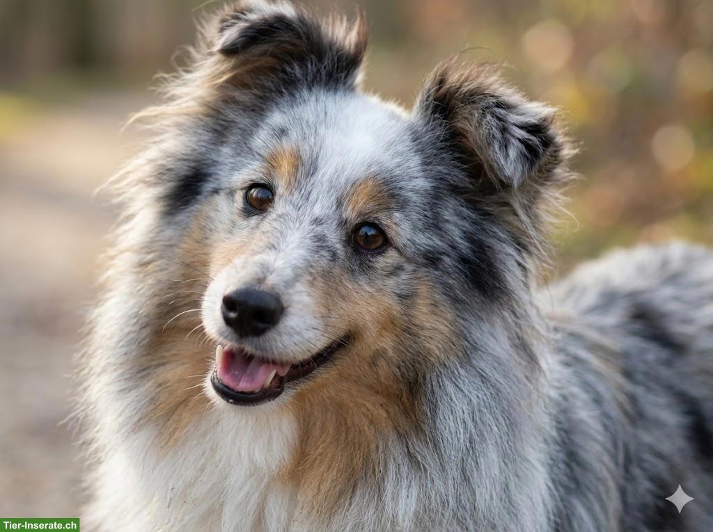 Bild 2: Tierkommunikation - Dein Tier spricht, ich übersetze...