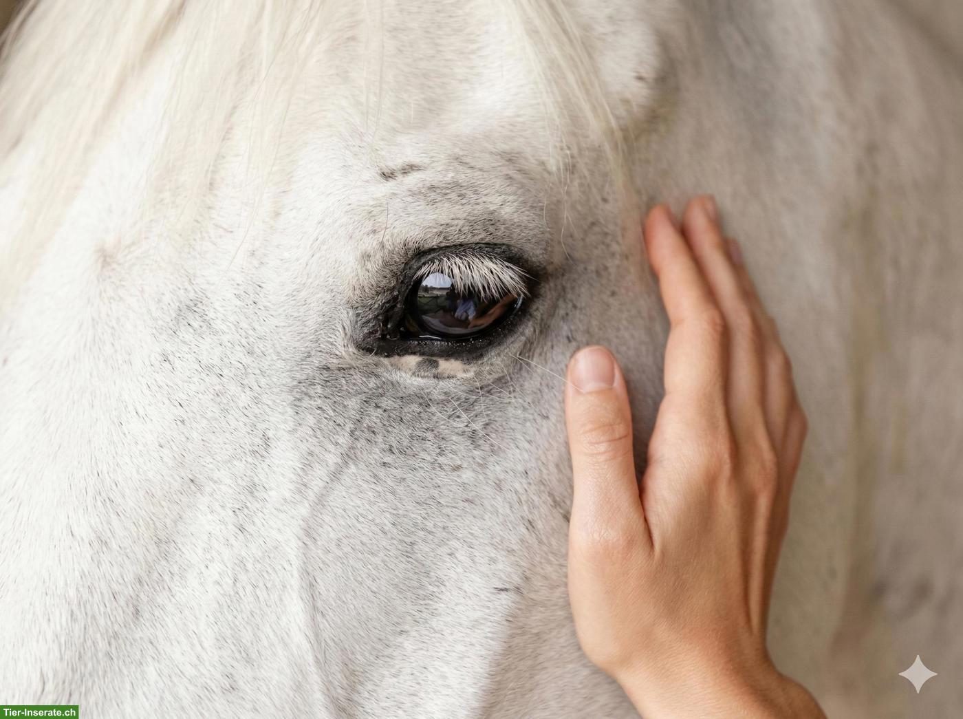 Bild 3: Tierkommunikation - Dein Tier spricht, ich übersetze...