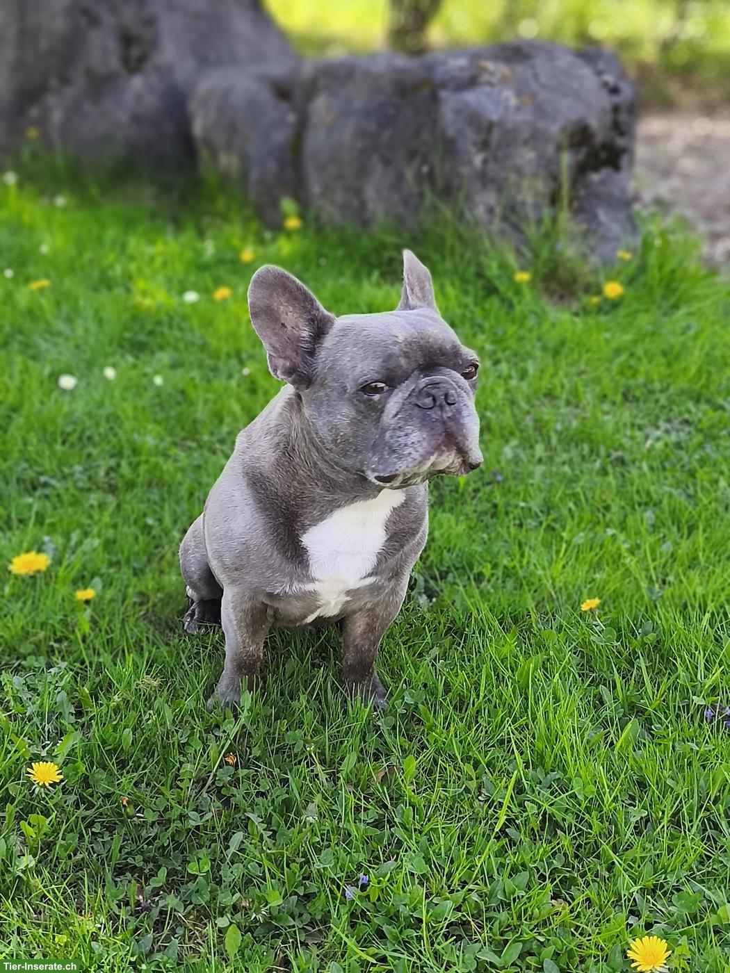 Bild 2: Französische Bulldogge Rüde Mailo