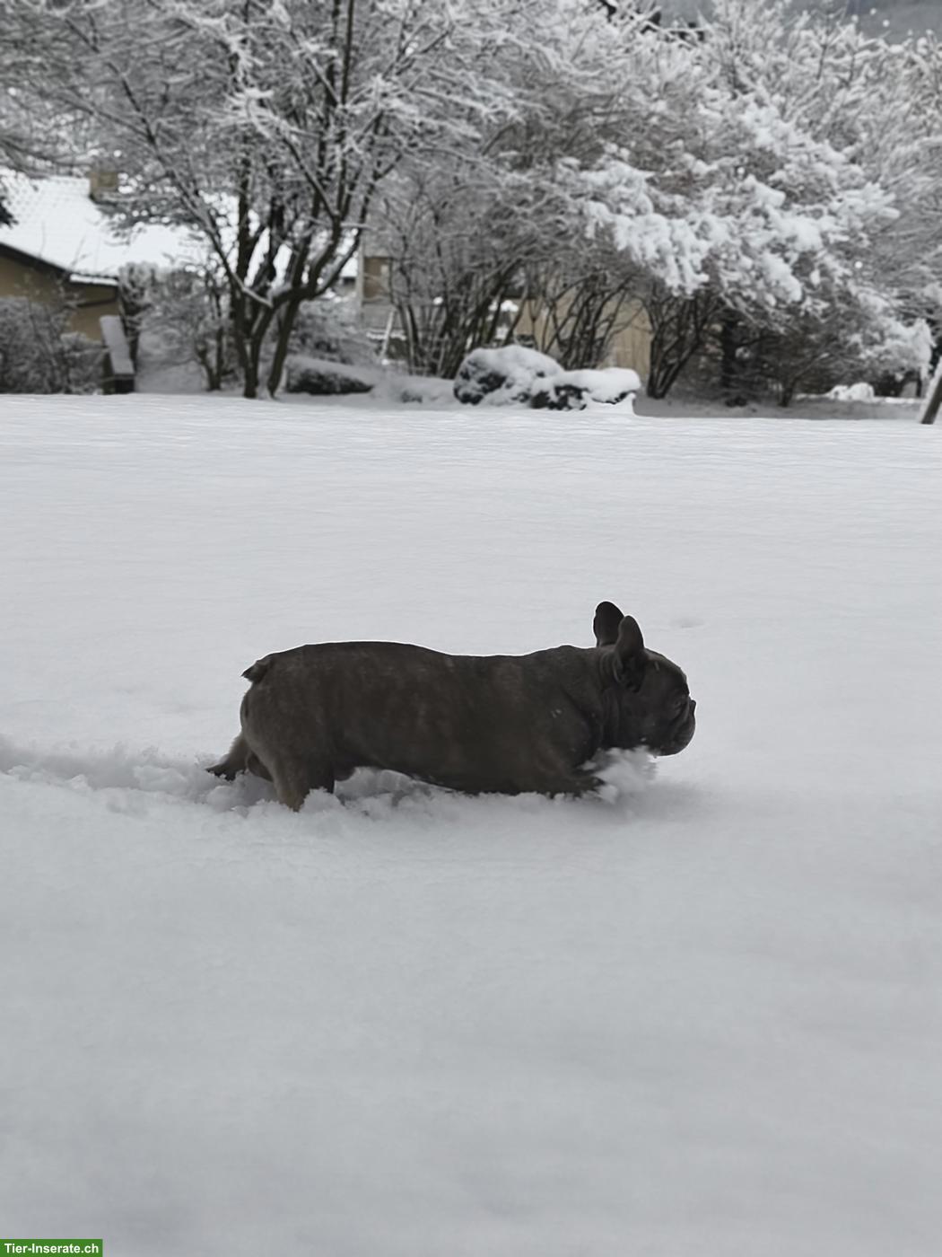 Bild 3: Französische Bulldogge Rüde Mailo