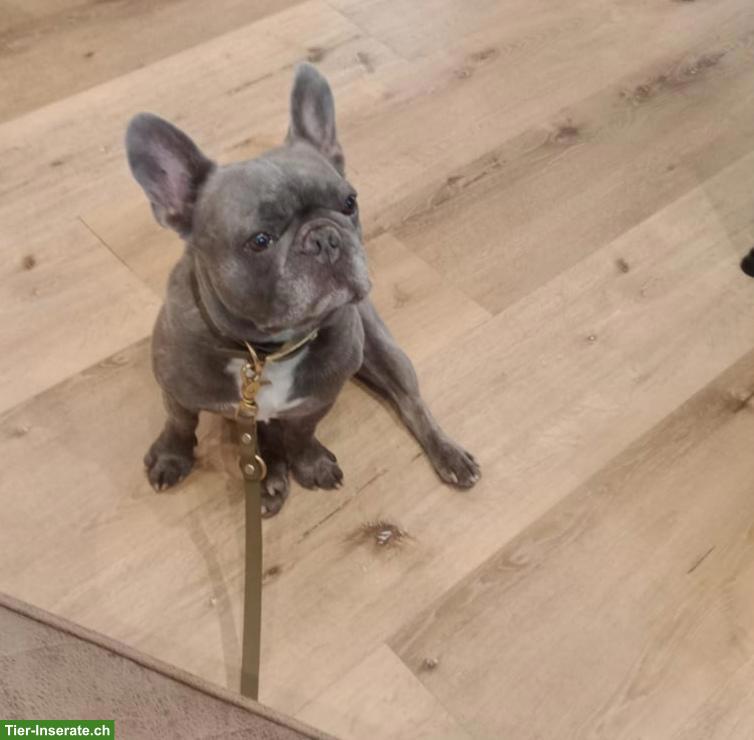 Bild 5: Französische Bulldogge Rüde Mailo