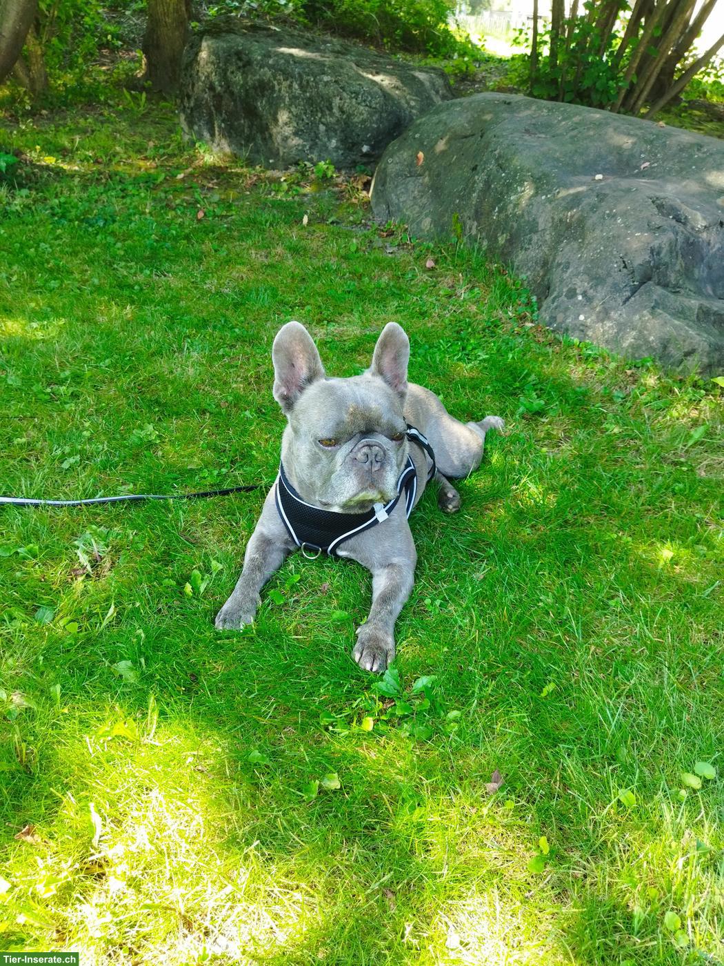 Bild 6: Französische Bulldogge Rüde Mailo