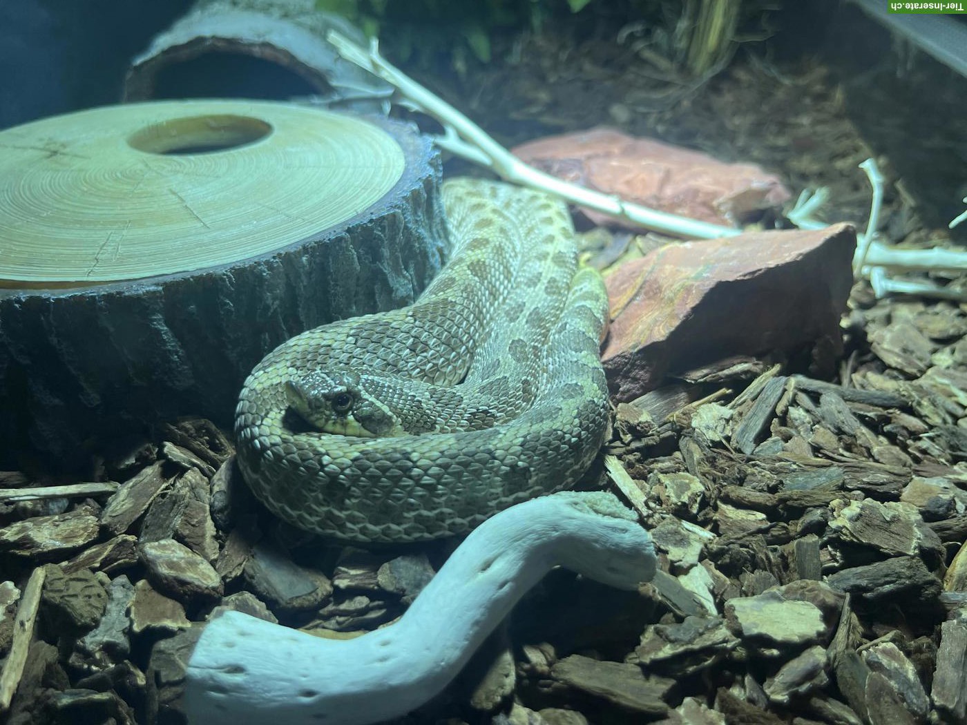 Westliche Hakennasennatter Weibchen (Heterodon nasicus)