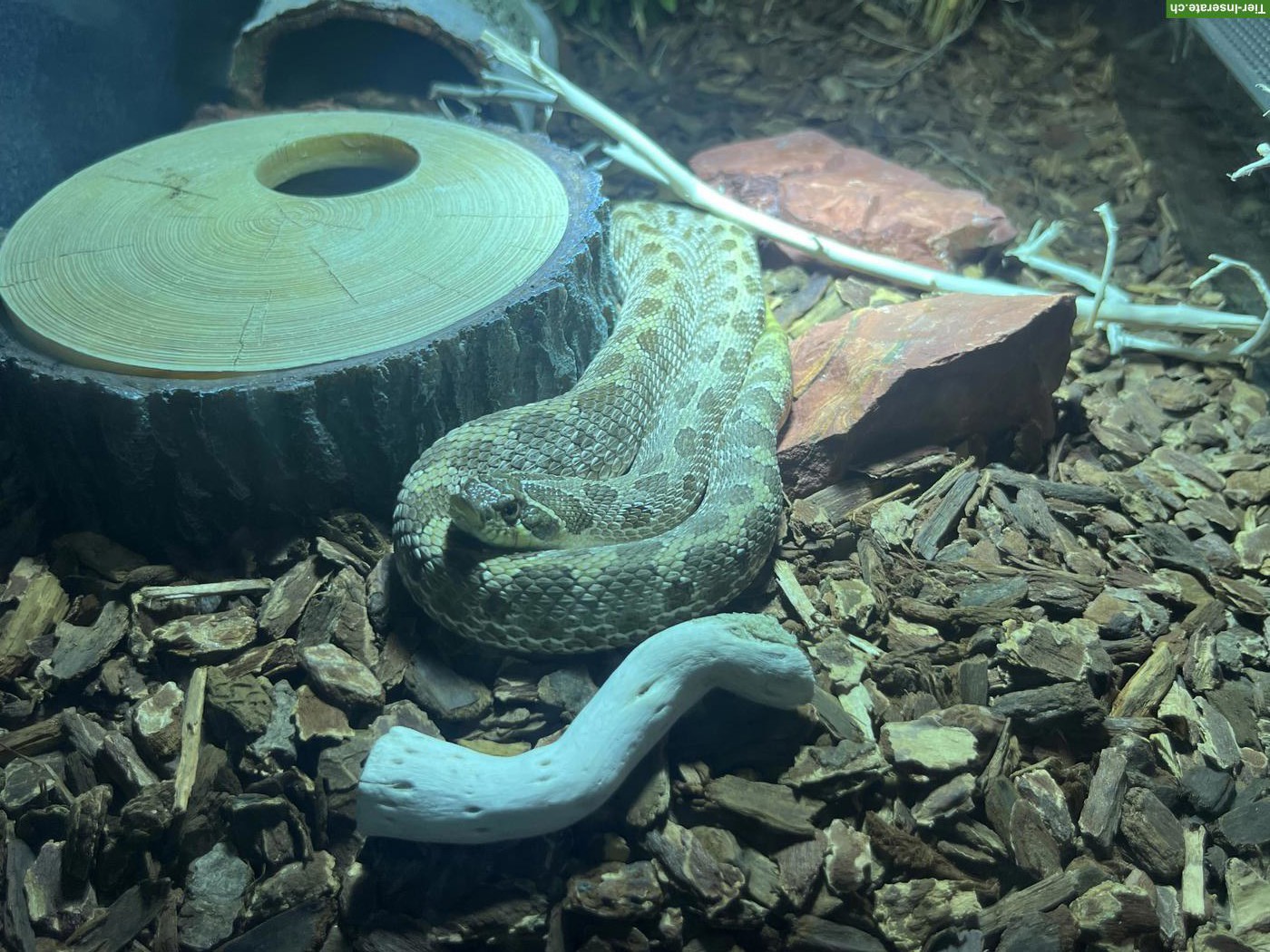Bild 2: Westliche Hakennasennatter Weibchen (Heterodon nasicus)