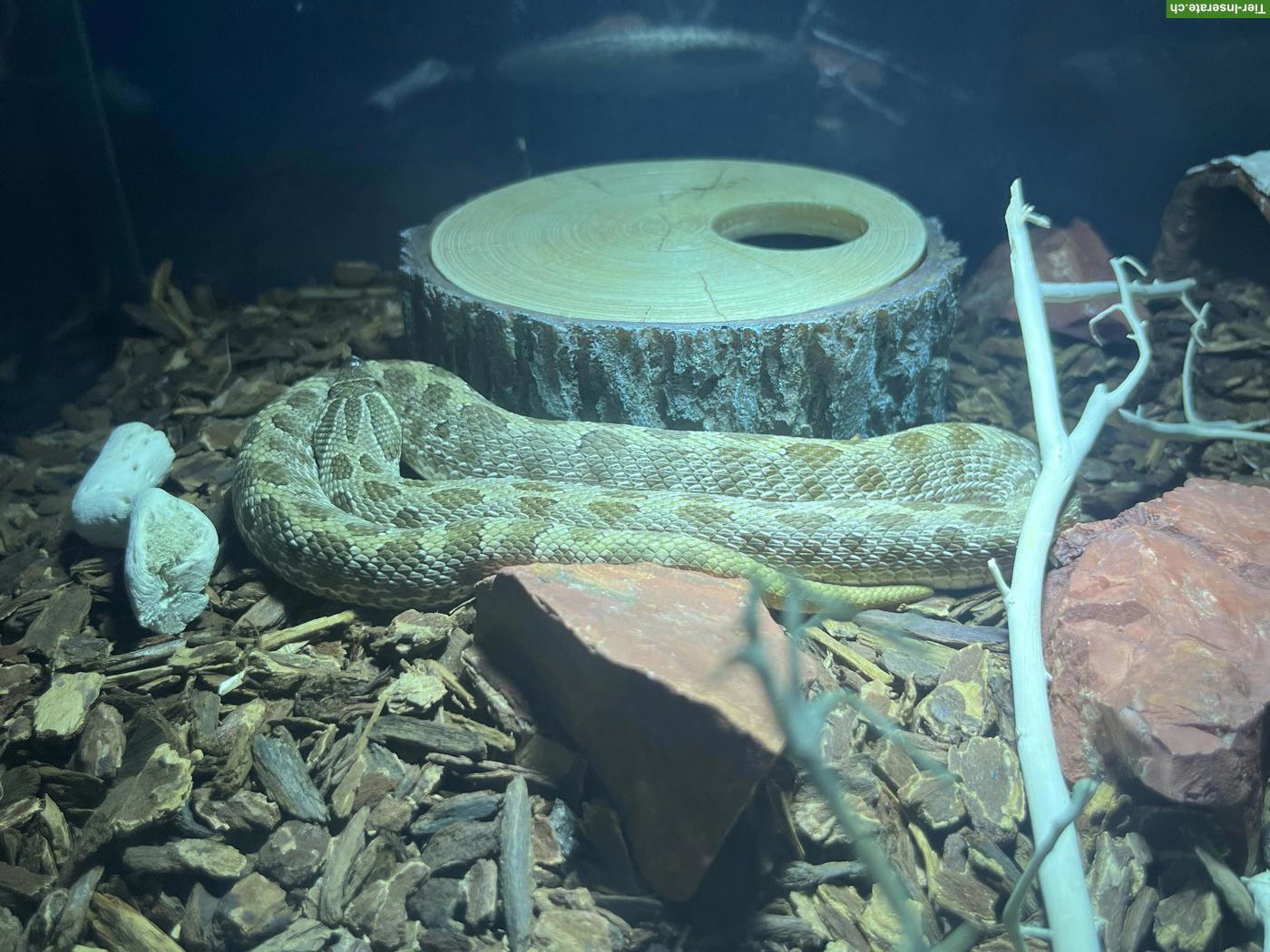 Bild 3: Westliche Hakennasennatter Weibchen (Heterodon nasicus)