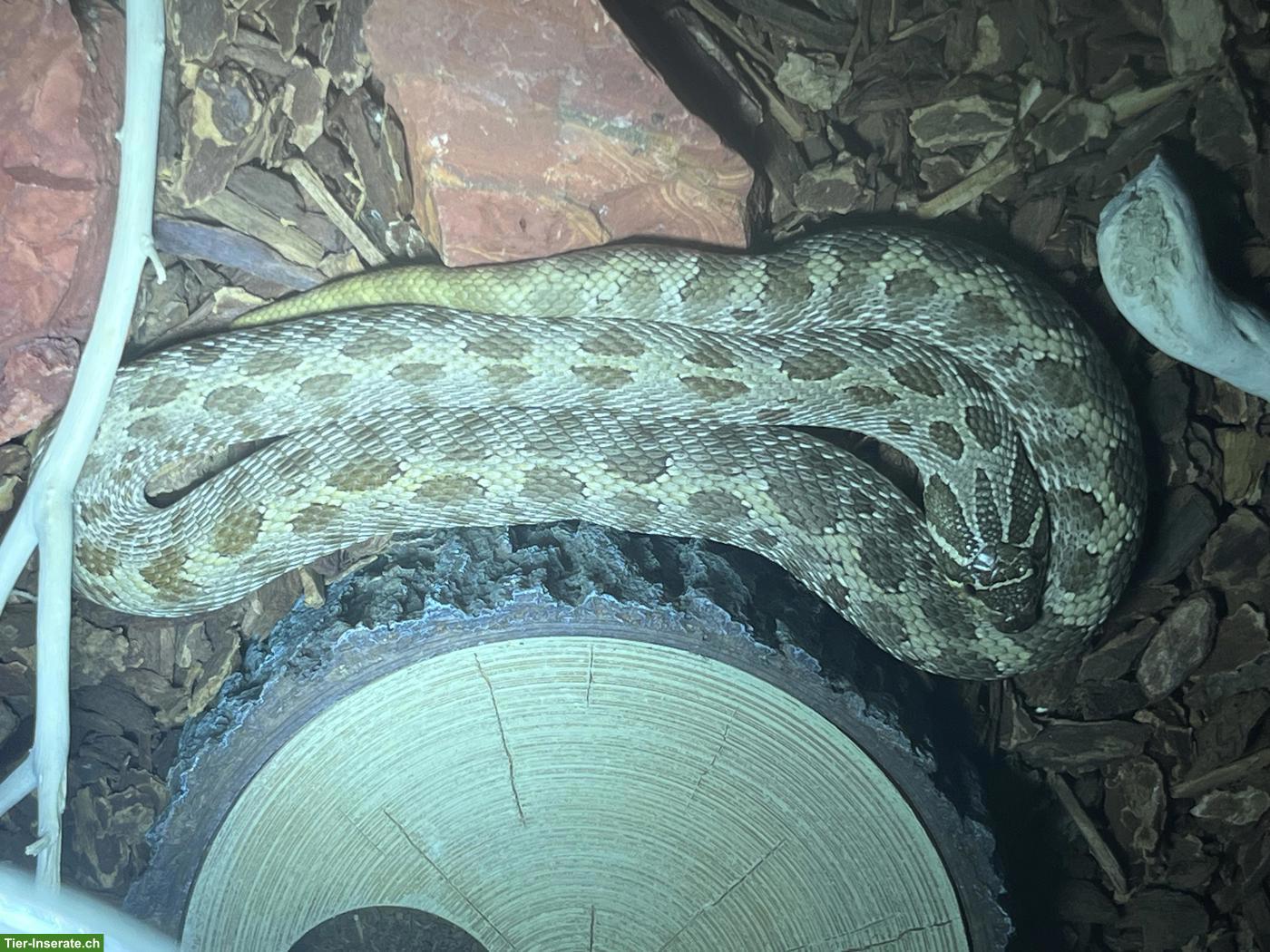 Bild 4: Westliche Hakennasennatter Weibchen (Heterodon nasicus)