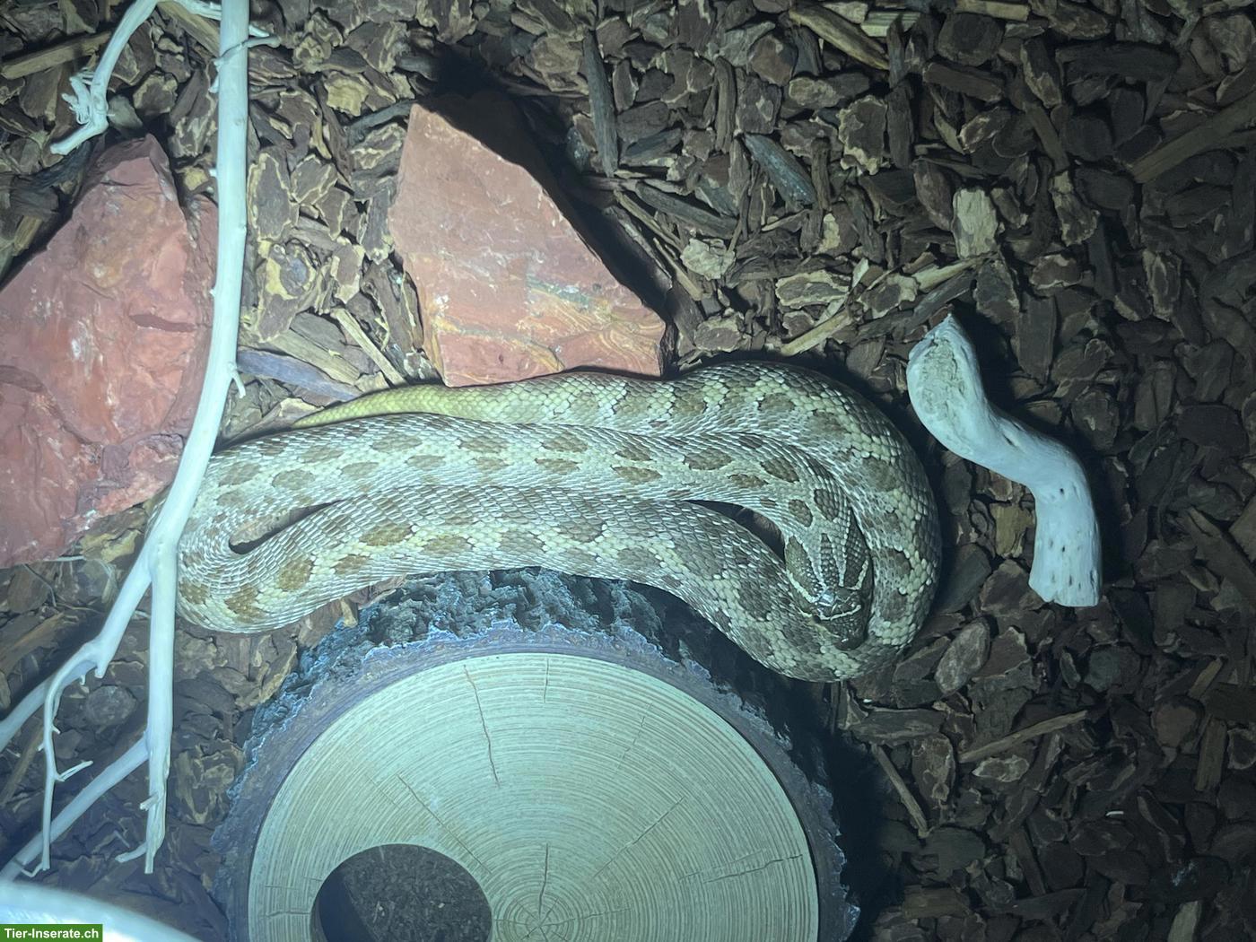 Bild 5: Westliche Hakennasennatter Weibchen (Heterodon nasicus)