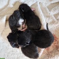 Süsse Katzenkitten Mix Maine Coon x Hauskatze