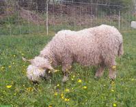 Walliser Schwarznasenschaf Auen zu verkaufen